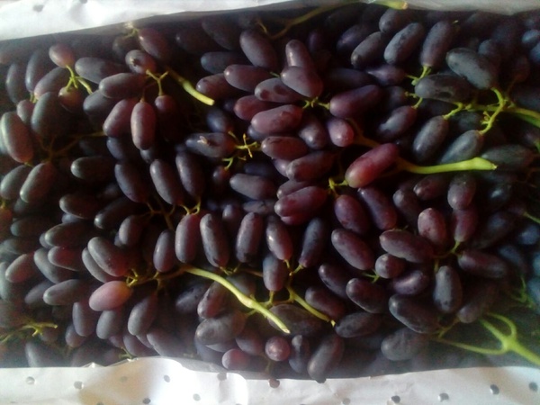 Üzüm Özbekistan Toptan