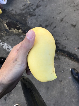 Манго сорт Катчу (Вьетнам)