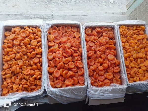 Özbekistan'daki en iyi kuru kayısı