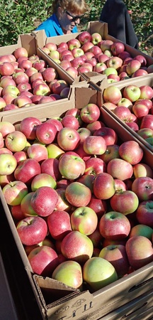 Яблоки рубиновые дуки