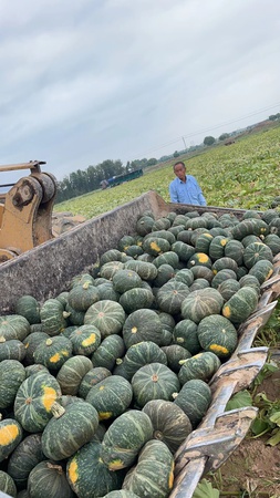 Сорт тыквенных культур Сушеные овощи