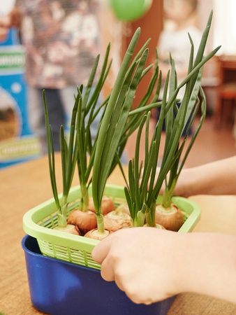 Космогрядка – проращиватель для детей (игровой набор).