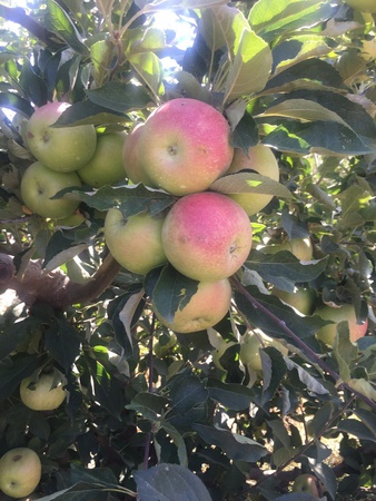 Яблоки оптом от производителя в Крыму