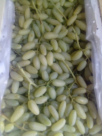 Üzüm Özbekistan Toptan