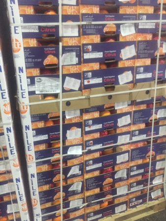 برتقال بالجملة