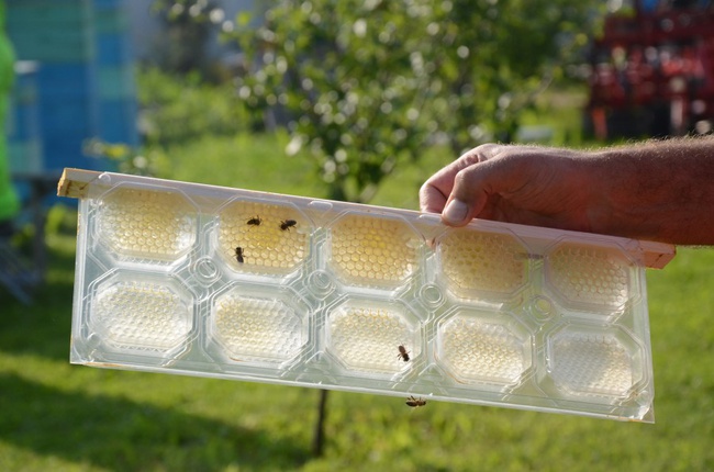 Панский сот 145мм