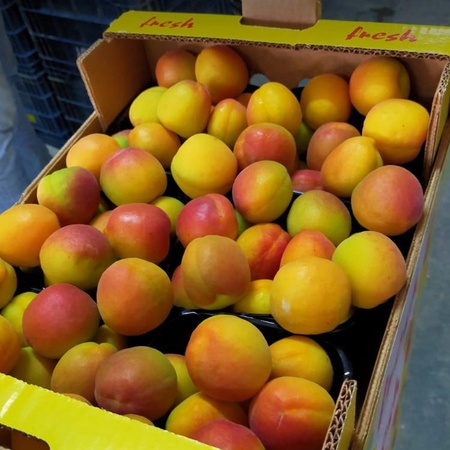 Абрикос Хаджихалилоглу Каба ашы из Турции