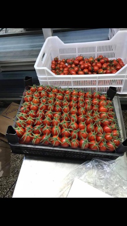 Tomato directly from a supplier in Turkey