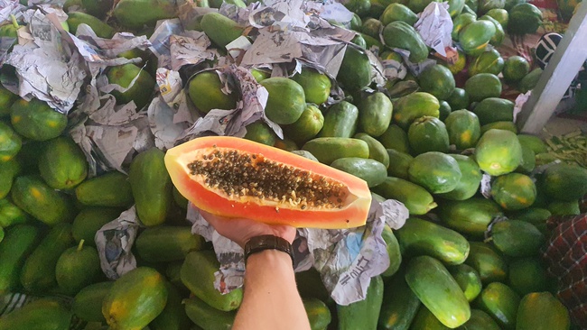 Kurutulmuş Papaya. OLMISH fabrikalarından kurutulmuş meyveler