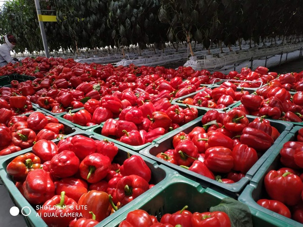 Bulgarian pepper "California"
