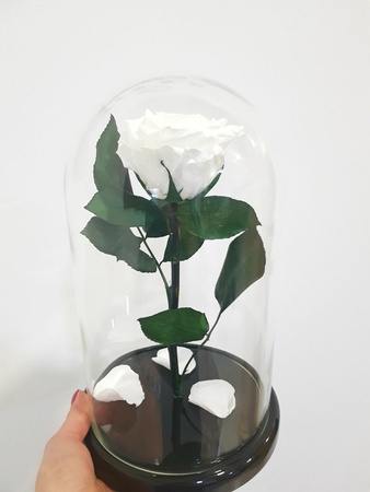 Matara içinde gül 28cm premium beyaz