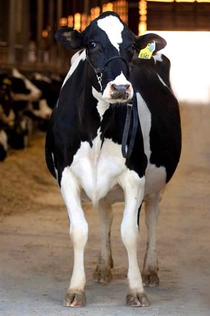 - Чистопородные племенные нетели. возраст не более 27 месяцев, стельность 2-6,5 месяцев, продажный вес не менее 450 кг.- Телки и бычки чистопородные племенные. Каждое животное идентифицировано индивидуальной ушной биркой. Возраст 7-12 месяцев.