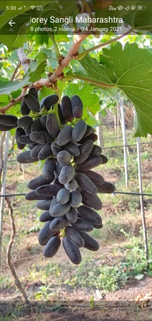 Виноград Сангли Блэк