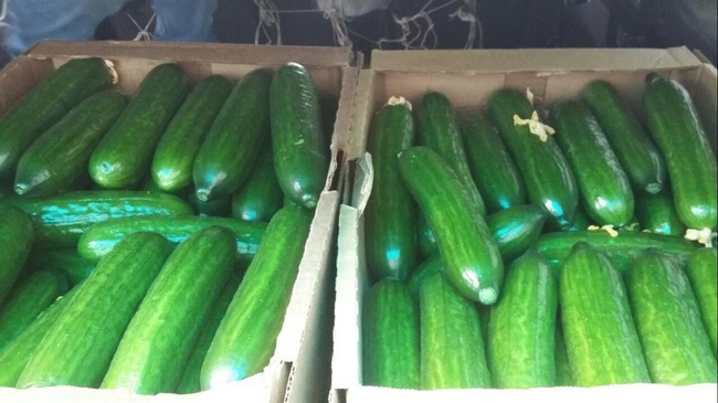 Огурцы (Эстафета, Мева) оптом. Агрофирма