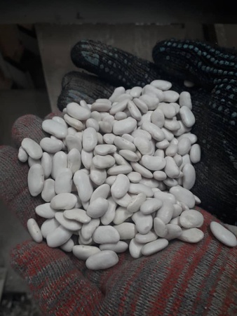 Beans white