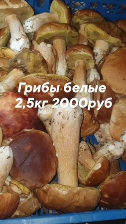 Оптом грибы