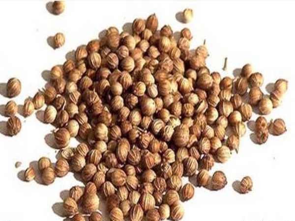 Altın kişniş ihracatı