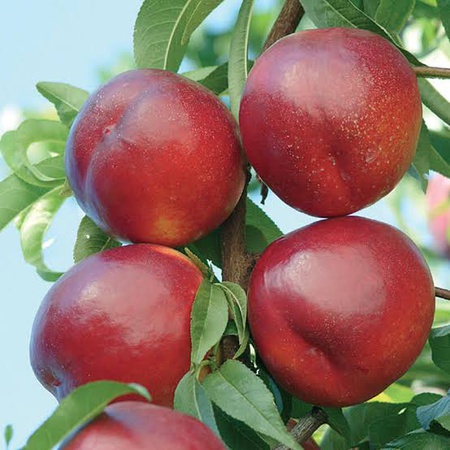 Саженцы фруктов