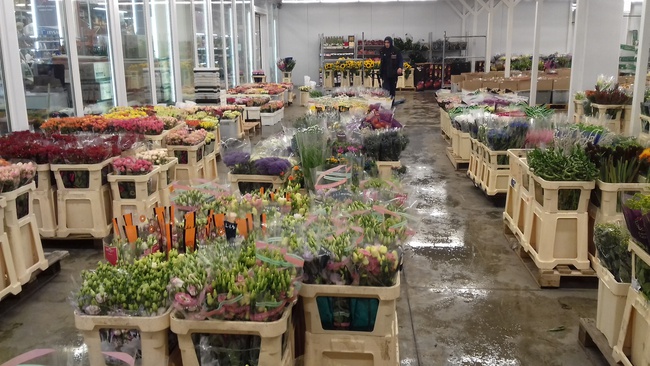 flowers in small and large wholesale large assortment