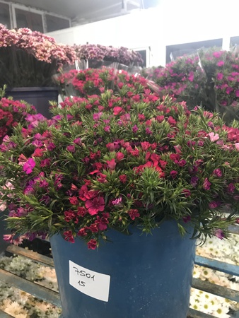 Hüsnü yusuf(dianthus barbatus)