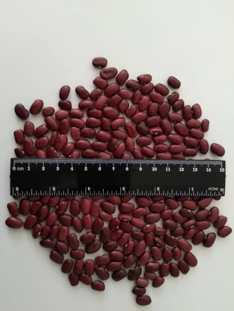 Фасоль с Кыргызстана