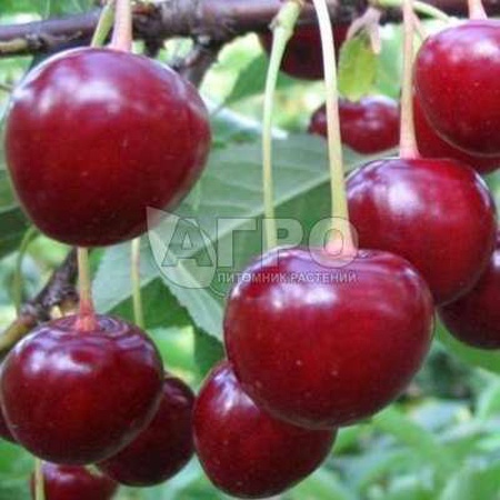 ВИШНЯ СОРТ ТУРГЕНЕВСКАЯ