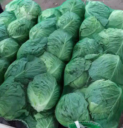 Капуста белокочанная