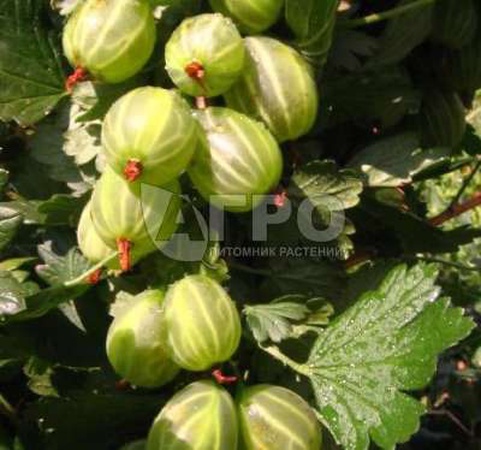 КРЫЖОВНИК СОРТ МАЛАХИТ