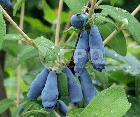 ЖИМОЛОСТЬ СОРТ МОРЕНА