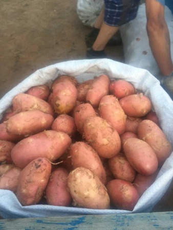 Patates toptan ticareti. Doğrudan KFH alanlarından