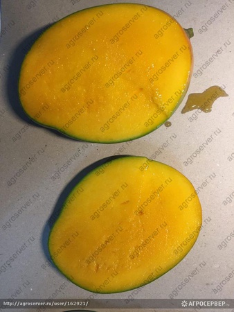 Манго зелёный сорт (Египет)