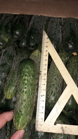 Короткоплодный тепличный огурец Оптом