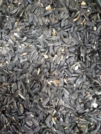 Семечки подсолнечника