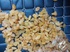 Изюм желтый жамбо. Экспорт из Узбекистана