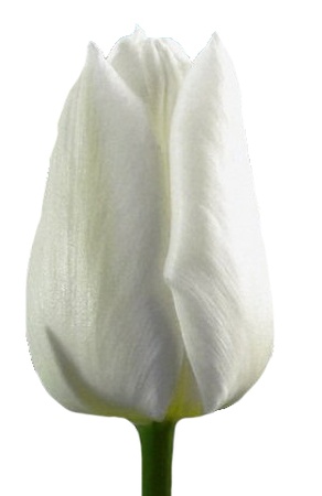 Тюльпаны оптом на 8 марта Snow Lady Триумф