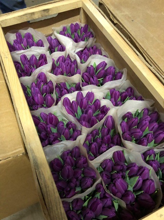 Hollandalı bir ampulden Belarus laleleri