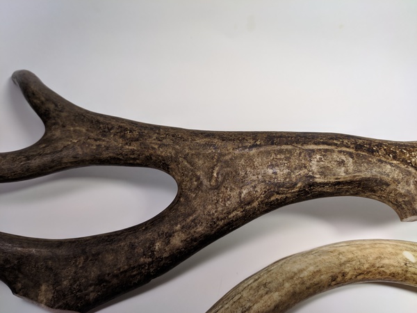 Рога северного оленя с нашей фермы свежие, сухие, мохнатые, цельные и всех размеров