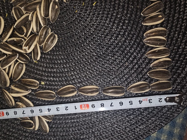 Семечка кондитерская (снеки), полосатая коричневая