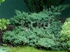JUNIPER HORIZONTAL
