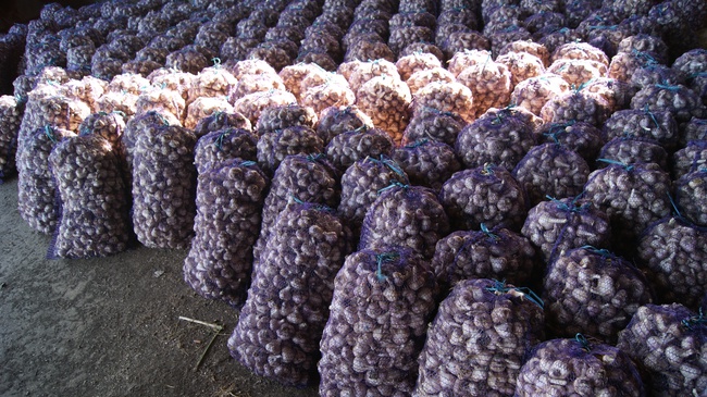 Чеснок Херсонский - высококачественный, эксклюзивный сорт "Любаша Таврическая"