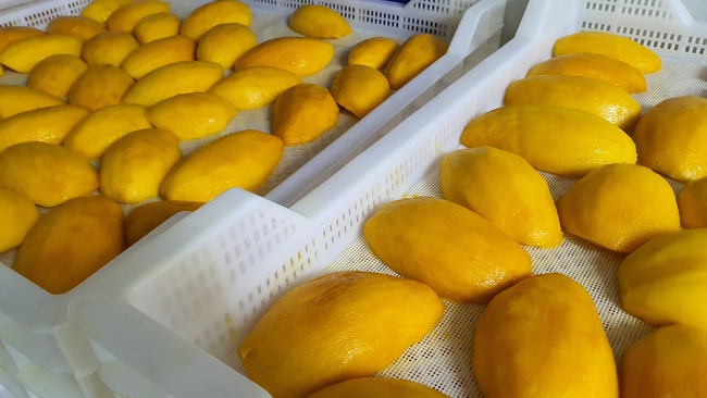 Манго Заморозка Оптом. Прямая поставка с завода