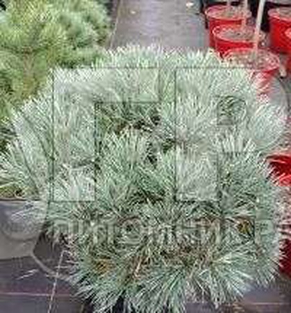 СОСНА ОБЫКНОВЕННАЯ CHANTY BLUE