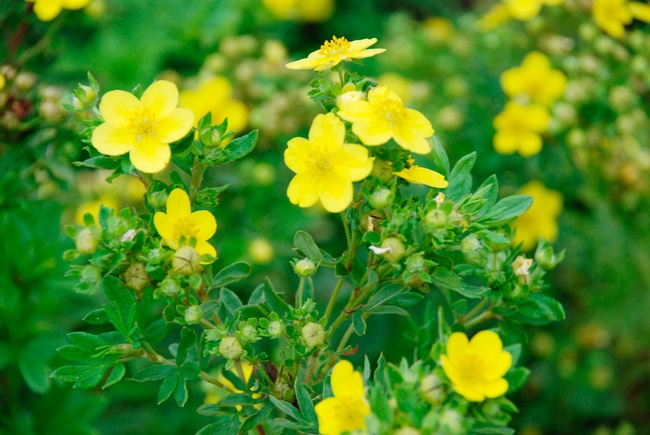 Курильский чай «Голдфингер»