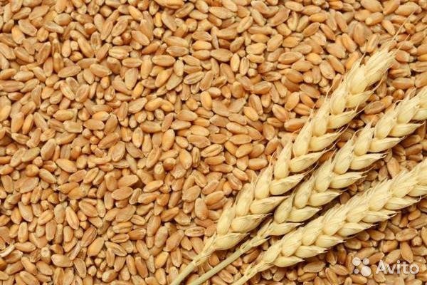 <p>Ryazanelator LLC buys class 3 wheat (gluten from 24)</p>