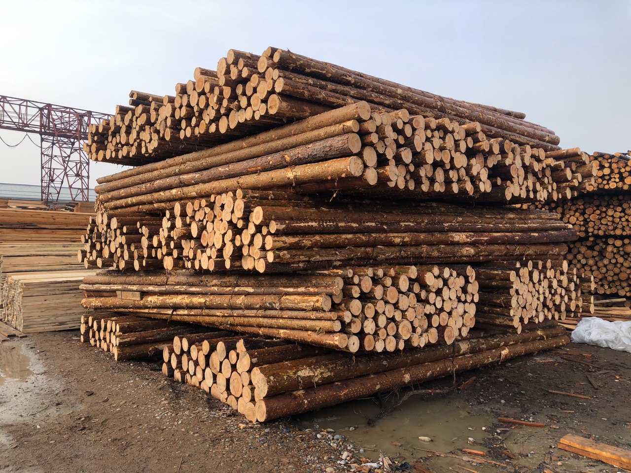 <p>Every month we buy Lumber (coniferous forest spruce),&nbsp; up to 5000 cubic meters. From&nbsp;St. Petersburg and Leningrad region</p>

<p>14-17.9 = 3850 with VAT and 2850 cash</p>

<p>18-24.9 = 4550 with VAT and 3600 cash</p>

<p>25-34 = 4850 with VAT and 3850 cash</p>