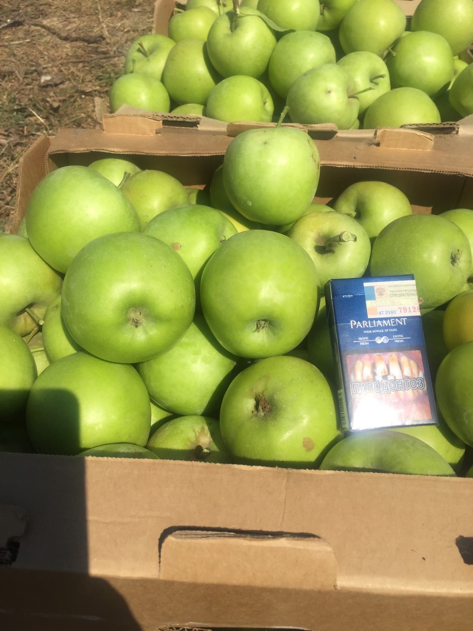 Яблоки оптом от производителя. Яблоко Калибр 65+. Крымские яблоки. Сорта яблок в Крыму. Яблоня Крымская.